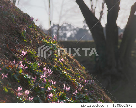 Dogtooth violet flowers blooming at dusk beneath the Ujikuni cherry tree at the Hachigata Castle ruins. Natural scenery (March 2026) 138902873