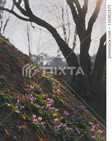 Dogtooth violet flowers blooming at dusk beneath the Ujikuni cherry tree at the Hachigata Castle ruins. Natural scenery (March 2026) Dogtooth violet flowers blooming at dusk beneath the Ujikuni cherry tree at the Hachigata Castle ruins. Natural scenery (March 2026) 138902875