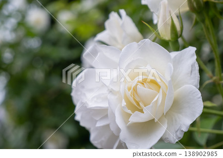 Close-up of a white rose: petals and copy space Close-up of a white rose: petals and copy space 138902985