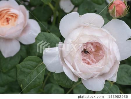 English roses with pale pink centers and small insects English roses with pale pink centers and small insects 138902986