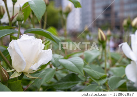 White rosebuds against the backdrop of city buildings 138902987