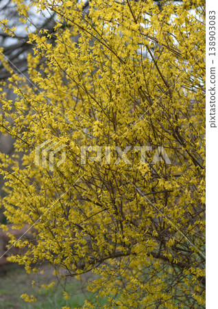 Forsythia bush with vibrant yellow flowers in springtime garden setting, green foliage background 138903083