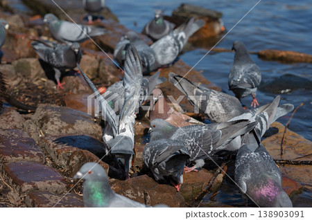 Flock of pigeons foraging on rocky shoreline near water in bright sunlight Flock of pigeons foraging on rocky shoreline near water in bright sunlight 138903091