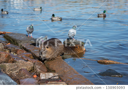 Beaver resting on rocky shore with ducks swimming in calm water, sunny day in urban park 138903093