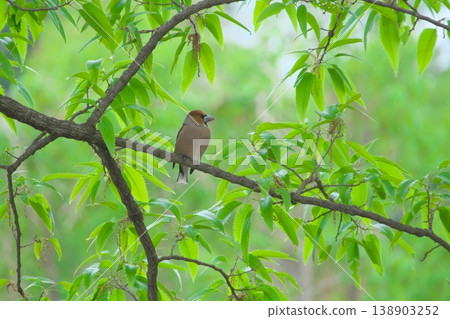 A wild bird with a thick beak: Hawfinch A wild bird with a thick beak: Hawfinch 138903252