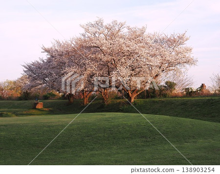 The cherry blossoms along the Arakawa River are in full bloom. 138903254