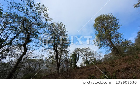 tree in the forest tree in the forest 138903536