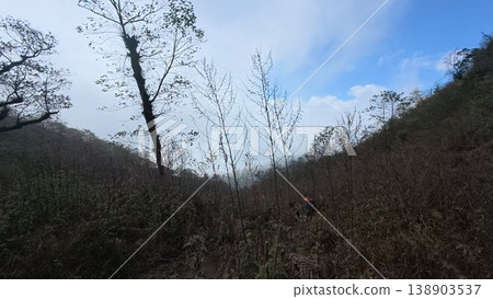 tree in forest tree in forest 138903537