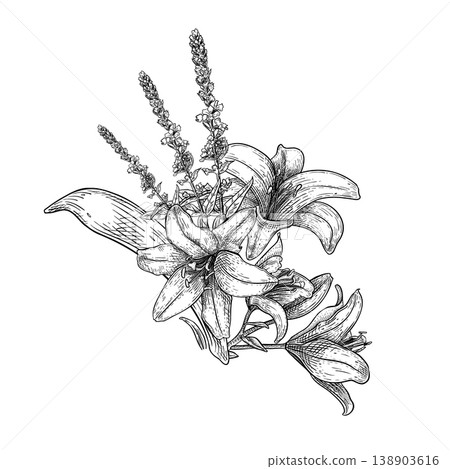 Lily flower and meadow herbs arrangement outline vector illustration. Botanical blossom drawing black white line art. Monochrome floral sketch for wedding invitation card. Vintage lily hand drawn. Lily flower and meadow herbs arrangement outline vector illustration. Botanical blossom drawing black white line art. Monochrome floral sketch for wedding invitation card. Vintage lily hand drawn. 138903616