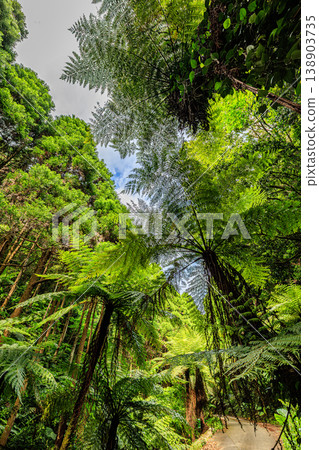 The precious natural beauty of Tanegashima Island: a forest landscape covered with clusters of tree ferns. The precious natural beauty of Tanegashima Island: a forest landscape covered with clusters of tree ferns. 138903735