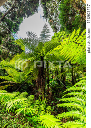 種子島神秘的森林景觀，那裡生長著成簇的樹蕨。 138903737