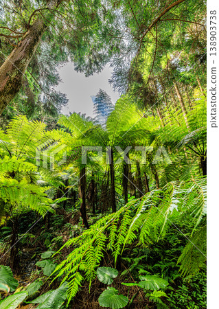 Lush green communities of naturally growing tree ferns and the natural landscape of Tanegashima Island Lush green communities of naturally growing tree ferns and the natural landscape of Tanegashima Island 138903738