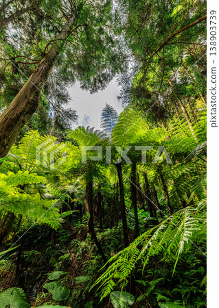 A tranquil forest scene on Tanegashima Island, where tree ferns grow in clusters. A tranquil forest scene on Tanegashima Island, where tree ferns grow in clusters. 138903739