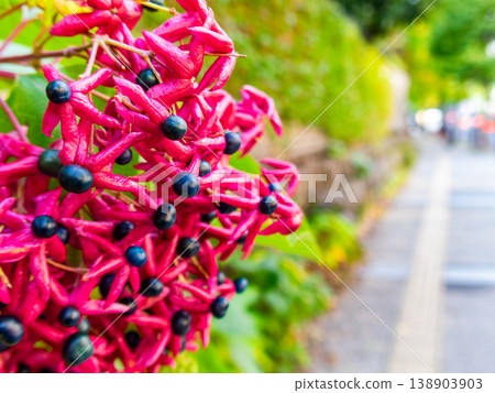 Clerodendrum trichotomum in full bloom adorns the street corners of the city center. Clerodendrum trichotomum in full bloom adorns the street corners of the city center. 138903903