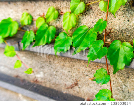 Ivy leaves and vines growing on a stone wall in the city center 138903934
