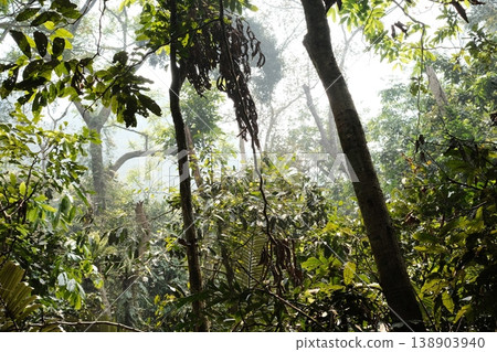 green forest in the morning 138903940