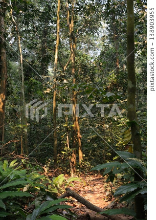 green forest with trees 138903955