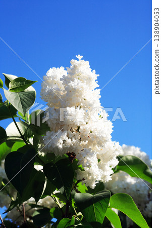 Blooming Lilac Blooming Lilac 138904053