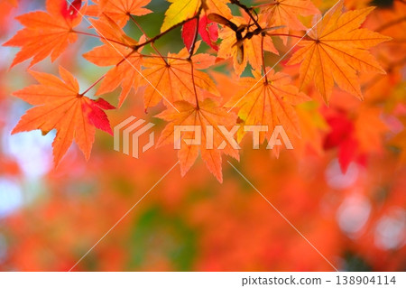 Autumn-colored background material of Japanese maple (Acer palmatum). Autumn-colored background material of Japanese maple (Acer palmatum). 138904114