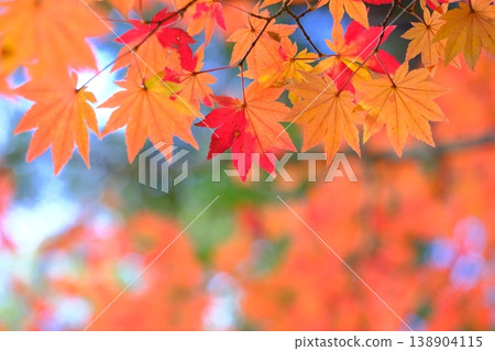 Autumn-colored background material of Japanese maple (Acer palmatum). 138904115