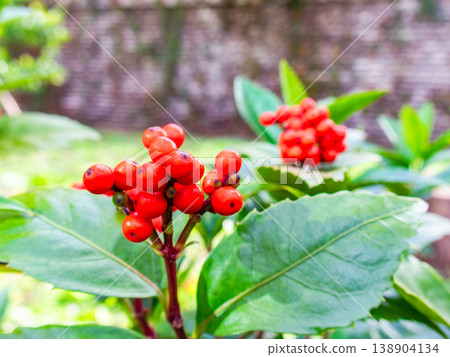 Senryo fruit with red berries 138904134
