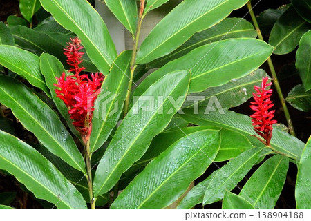 Scenery of red ginger blooming Scenery of red ginger blooming 138904188