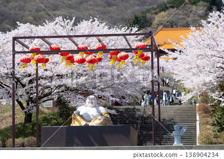 Cherry blossoms in full bloom at Fo Guang Shan Fa Shui Temple 138904234