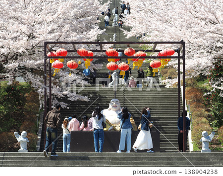 佛光山髮水廟櫻花盛開 佛光山髮水廟櫻花盛開 138904238