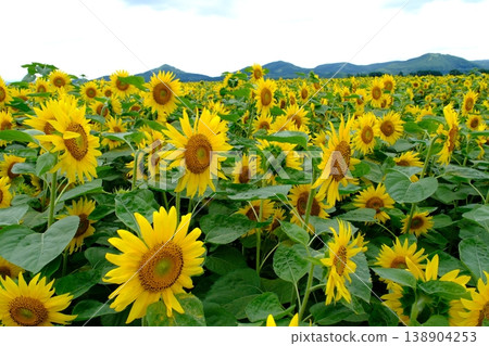 A landscape of sunflower fields stretching out against a backdrop of mountains. 138904253