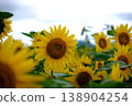 Close-ups of sunflowers blooming in summer and a field of sunflowers 138904254