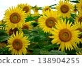 A scene of sunflower fields in summer. 138904255