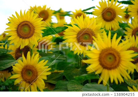 A scene of sunflower fields in summer. 138904255