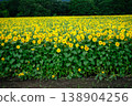 A summer sunflower field stretching out against a backdrop of a forest. 138904256