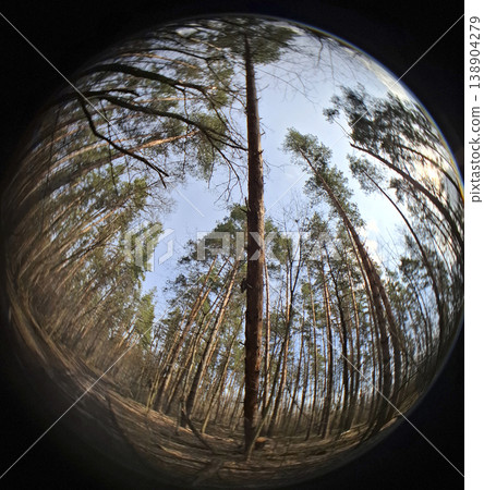 Tall pine trees rise high in the forest, reaching up to the clear blue sky. The view shows a unique perspective of the trees and open space above. Tall pine trees rise high in the forest, reaching up to the clear blue sky. The view shows a unique perspective of the trees and open space above. 138904279