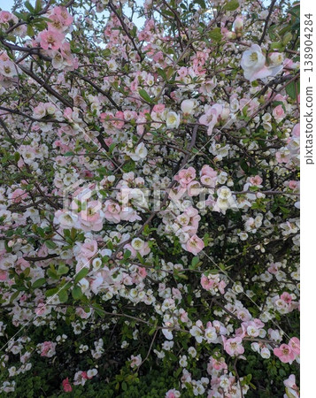 The quince blossoms have a beautiful gradient of pale pink and white. The quince blossoms have a beautiful gradient of pale pink and white. 138904284