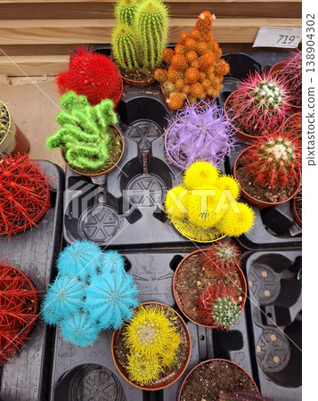 Small cacti in bright colors of blue, yellow, red, and purple are placed in nursery pots. They are arranged neatly on a display shelf in a plant shop. Small cacti in bright colors of blue, yellow, red, and purple are placed in nursery pots. They are arranged neatly on a display shelf in a plant shop. 138904302