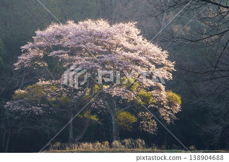 A single cherry tree blooming in the countryside: A beautiful scene standing in the spring countryside. A single cherry tree blooming in the countryside: A beautiful scene standing in the spring countryside. 138904688