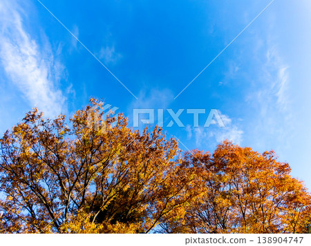 Brilliant autumn leaves and blue sky Brilliant autumn leaves and blue sky 138904747