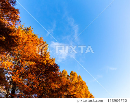 Brilliant autumn leaves and blue sky Brilliant autumn leaves and blue sky 138904750