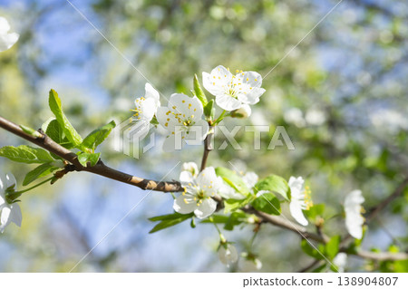 Charming cherry blossoms blossom under a serene spring sky in a peaceful garden Charming cherry blossoms blossom under a serene spring sky in a peaceful garden 138904807
