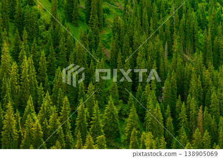 Serene coniferous forest in mountainous terrain, full-frame closeup view 138905069