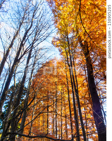 Beautiful autumn foliage of a large bald cypress tree Beautiful autumn foliage of a large bald cypress tree 138905205