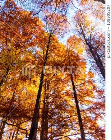 Beautiful autumn foliage of a large bald cypress tree Beautiful autumn foliage of a large bald cypress tree 138905207