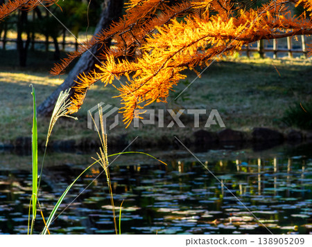 Beautiful autumn foliage of a large bald cypress tree Beautiful autumn foliage of a large bald cypress tree 138905209