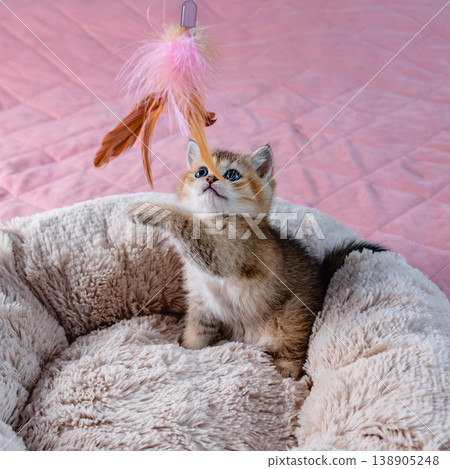 Kitten plays with a toy. Kitten plays with a toy. 138905248