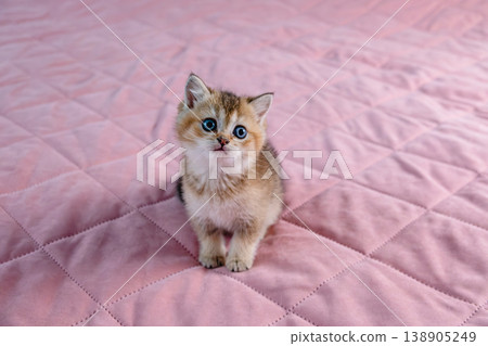 British breed kitten on a pink background. British breed kitten on a pink background. 138905249
