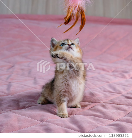 Kitten plays with a toy. 138905251