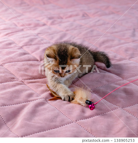 Kitten plays with a toy. Kitten plays with a toy. 138905253