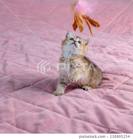 Kitten plays with a toy. Kitten plays with a toy. 138905254