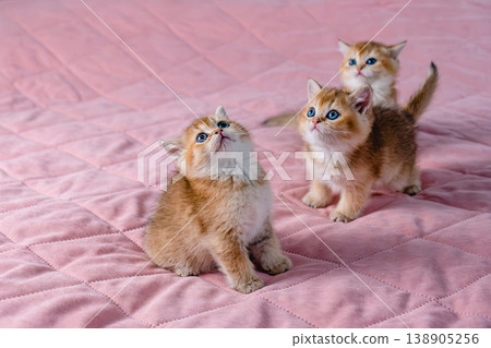 A group of kittens play with a toy. 138905256